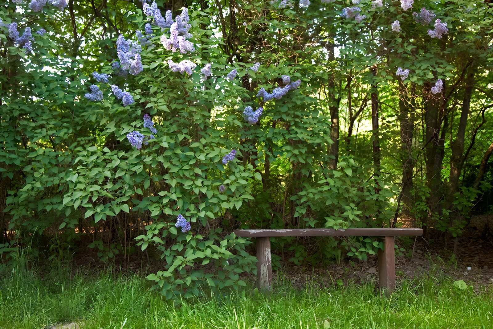 TPDE52896: Bänklein, worauf man sich inmitten der Natur erholen kann