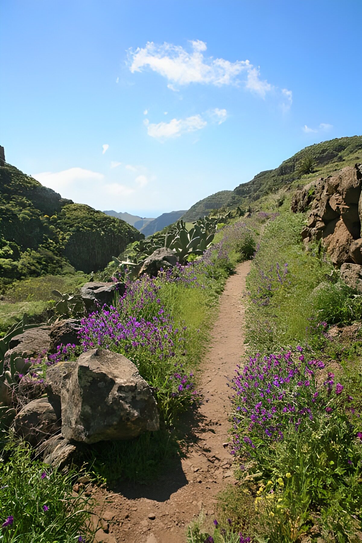 TPDE43970: Wanderweg auf La Gomera durch die Berge im Frühling mit schönen lilafarbene Blüten am Wegrand 44