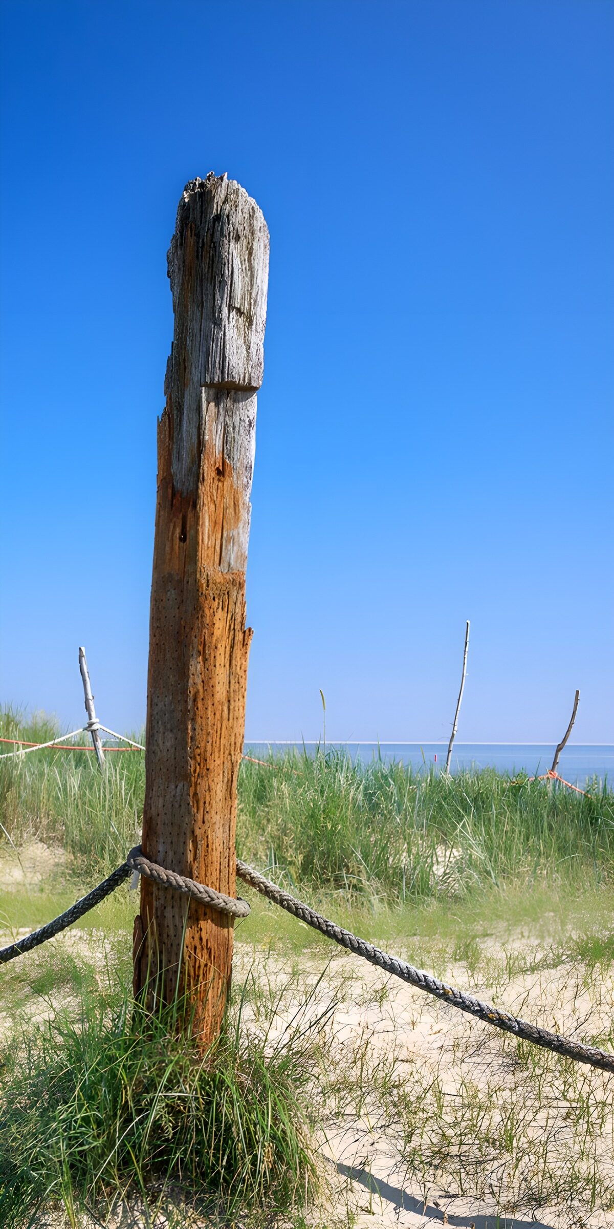 TPDE26448: Verwitterter Holzpfahl am Strand