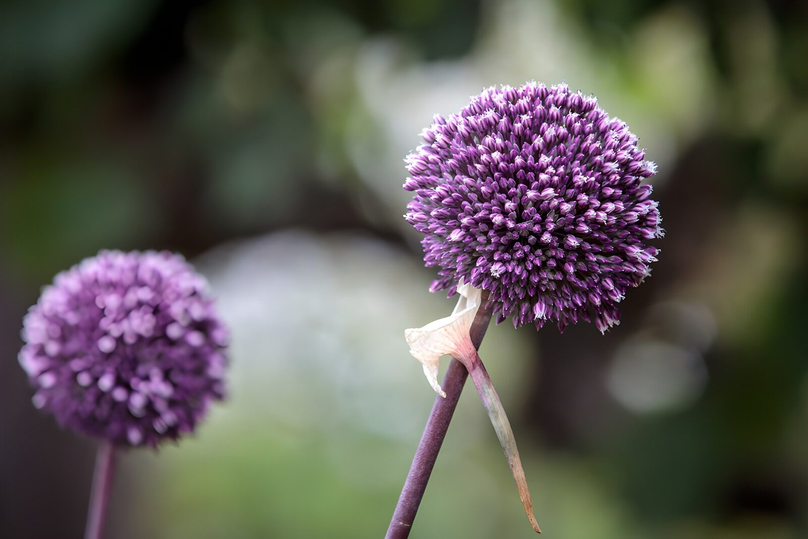 TPDE65760: Lila Blumenkugeln im Garten