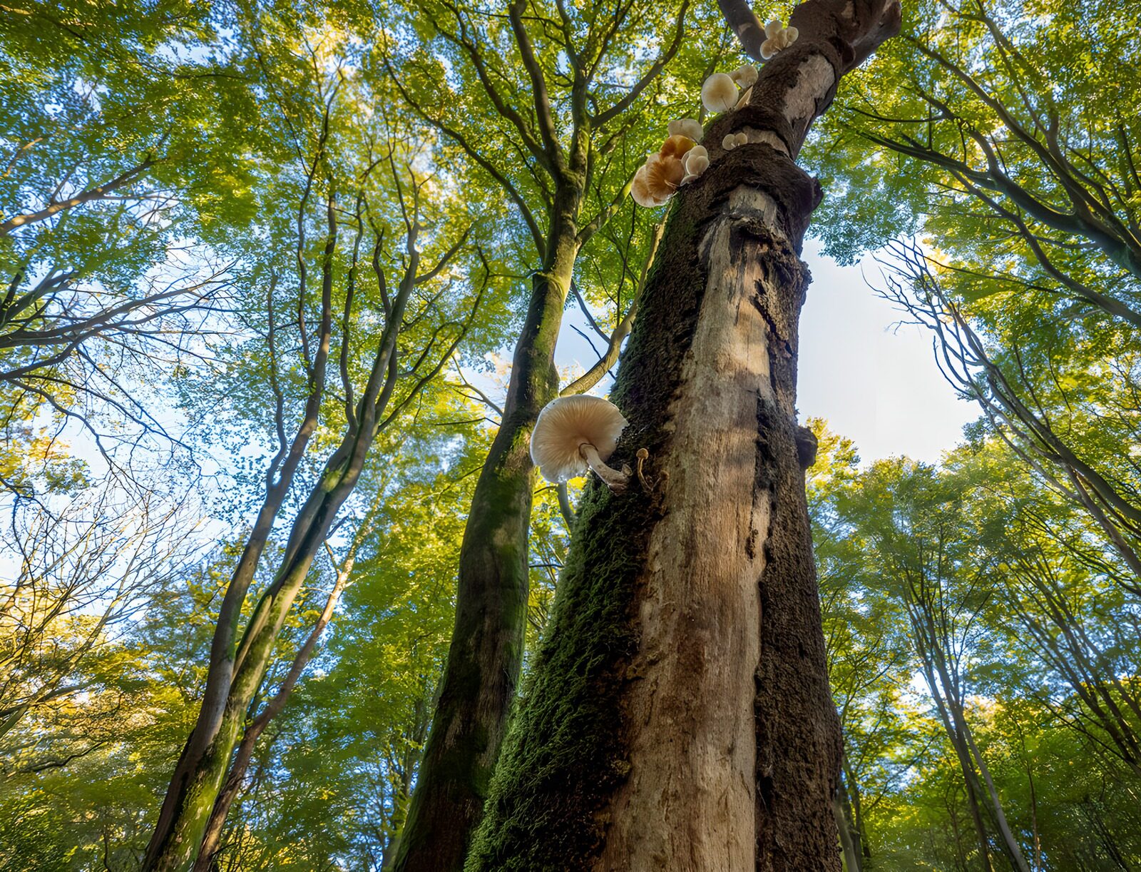 TPDE91994: Pilze am Baum im Wald
