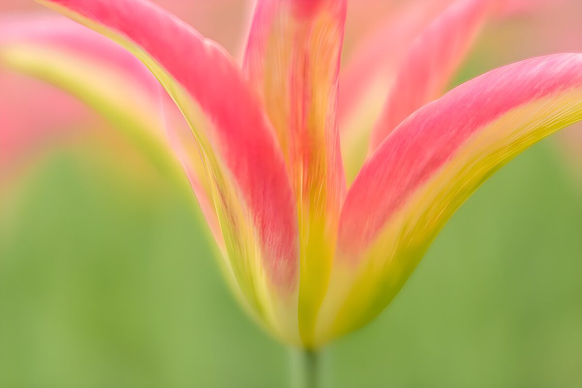 TPDE81602: Zarte Blüte eines Frühlings-Tulpen
