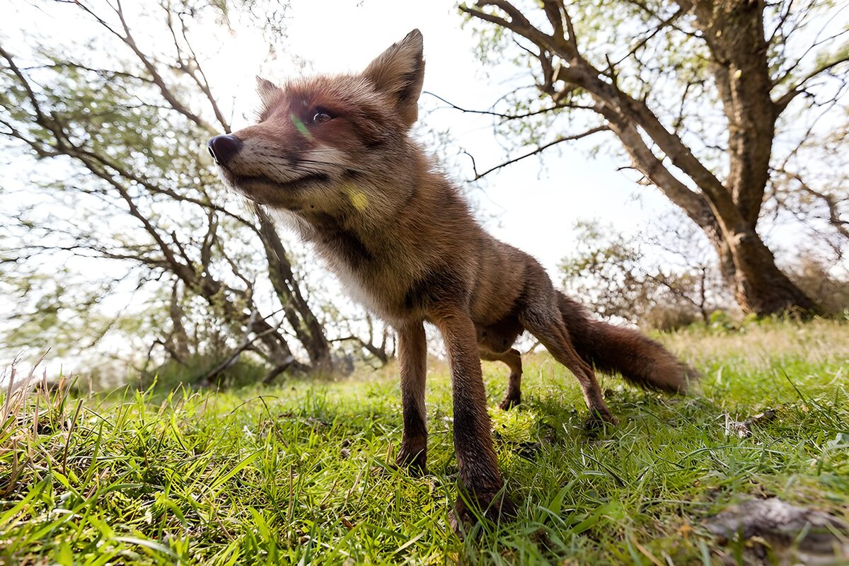 TPDE25758: Ein Fuchs zum Springen bereit