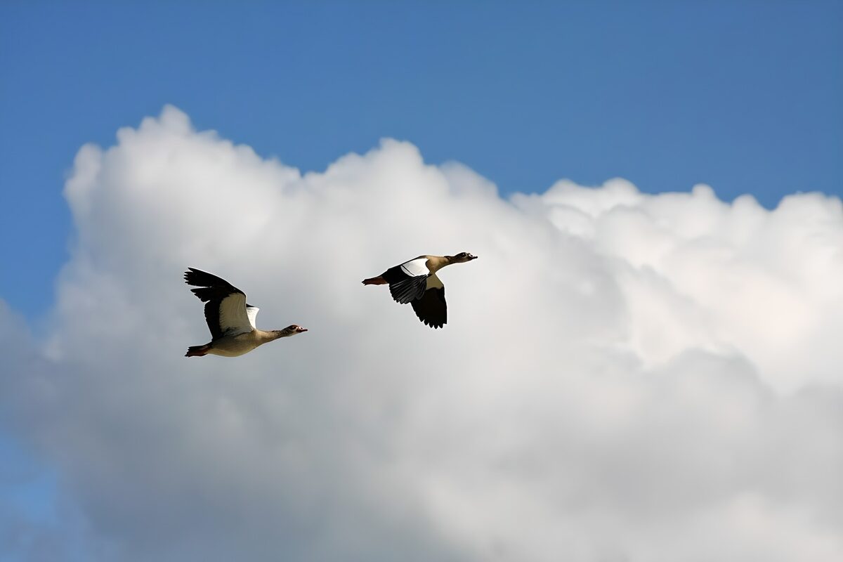 TPDE80384: Gänse ganz oben am blauen Himmel