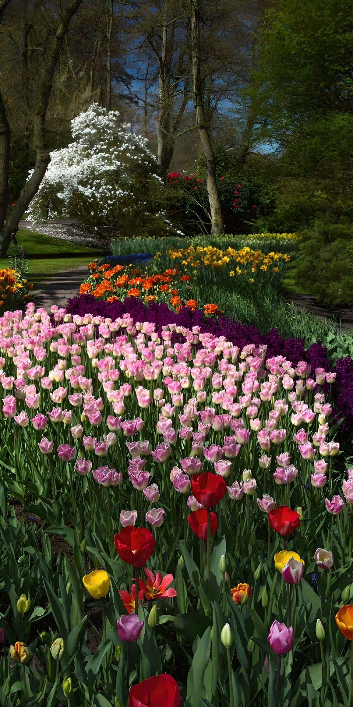 TPDE92199: Frühlingsblütenpracht im Garten