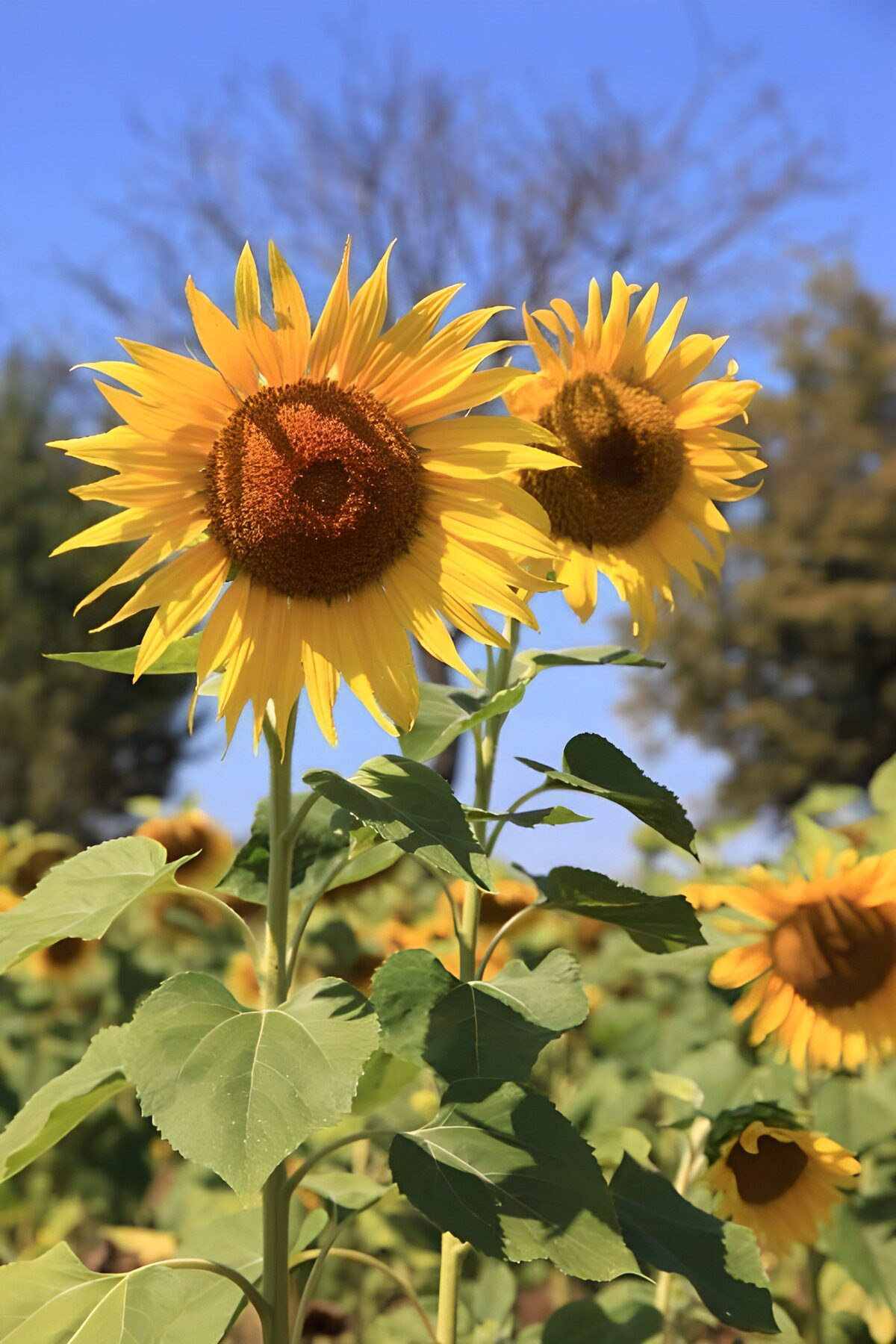 TPDE55094: 2 Sonnenblumen, die fast 2m hoch sind