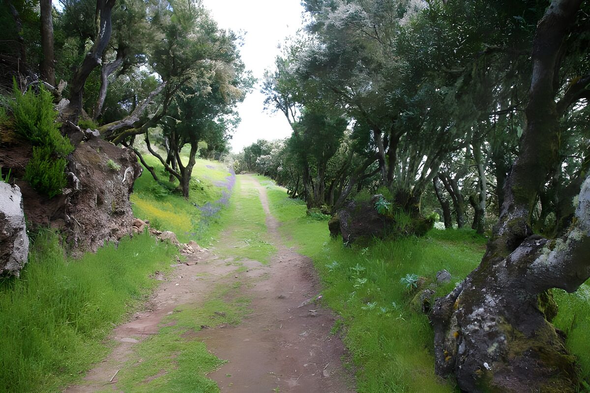TPDE19460: ruhiger Wanderweg auf La Gomera 5