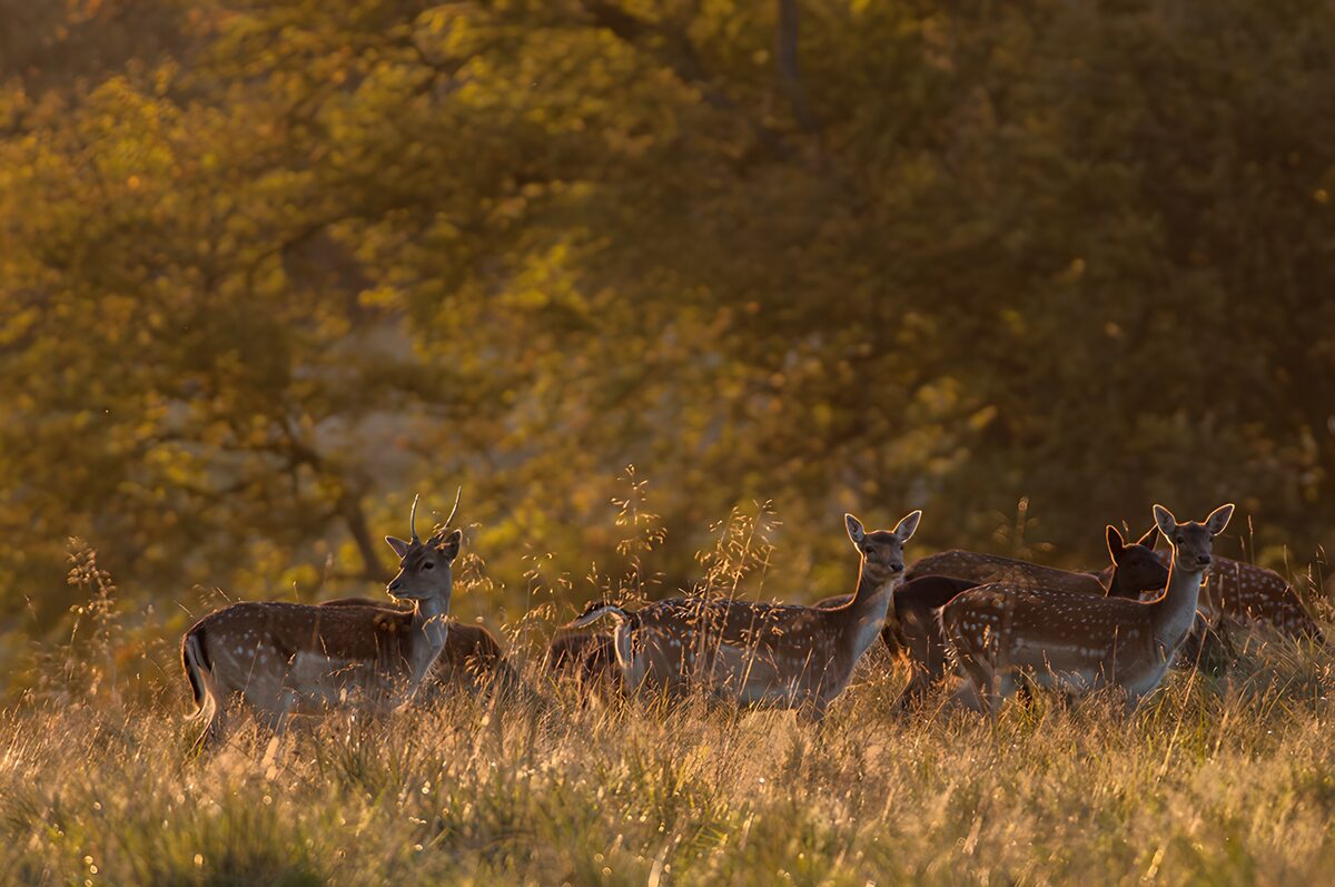TPDE93157: Rehe im Abendlicht