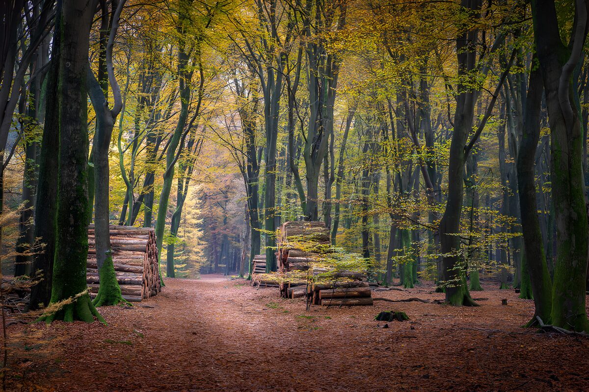 TPDE74450: Herbstwald mit Holzstapel