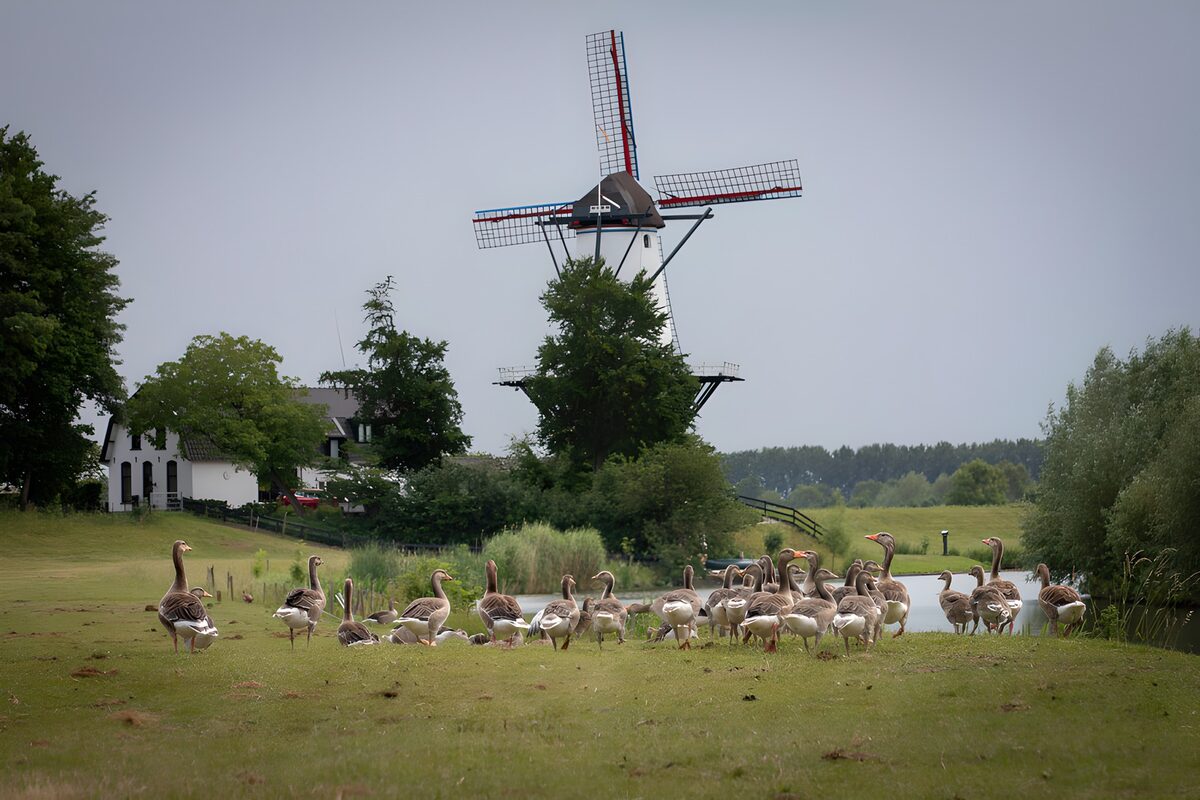 TPDE46069: Gänse vor einer Windmühle in der Natur