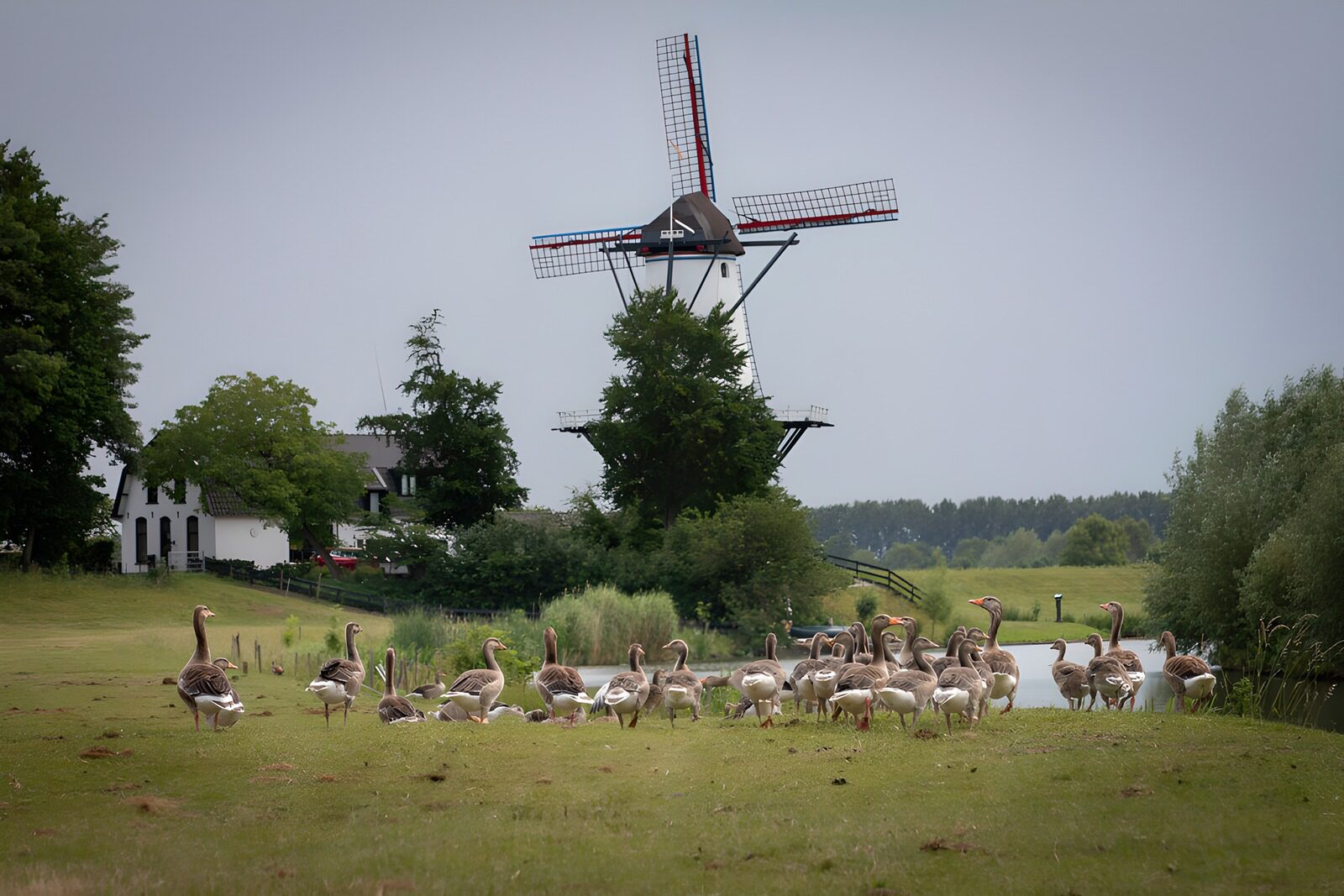TPDE46069: Gänse vor einer Windmühle in der Natur