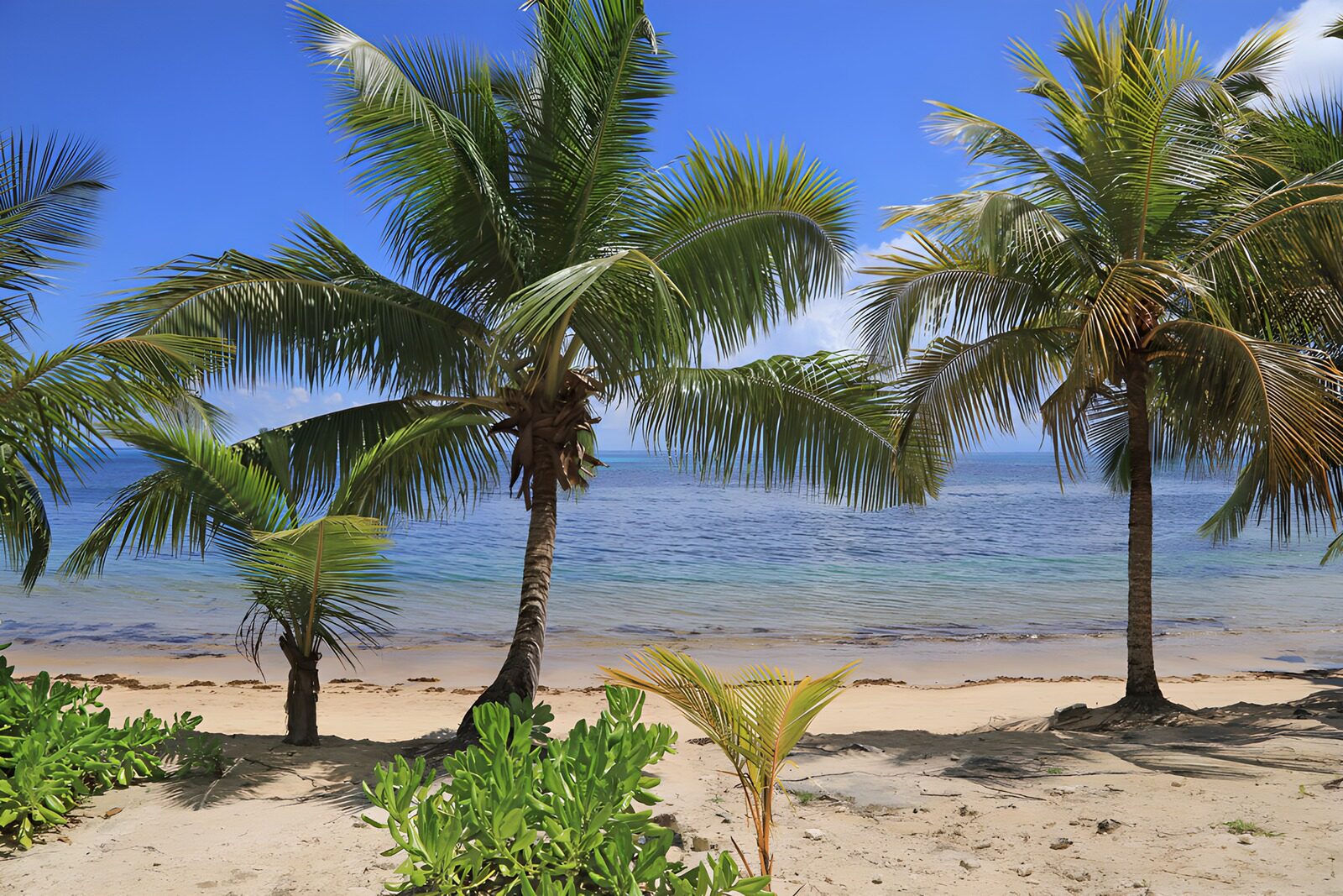 TPDE33344: Tropischer Strand mit Palmen