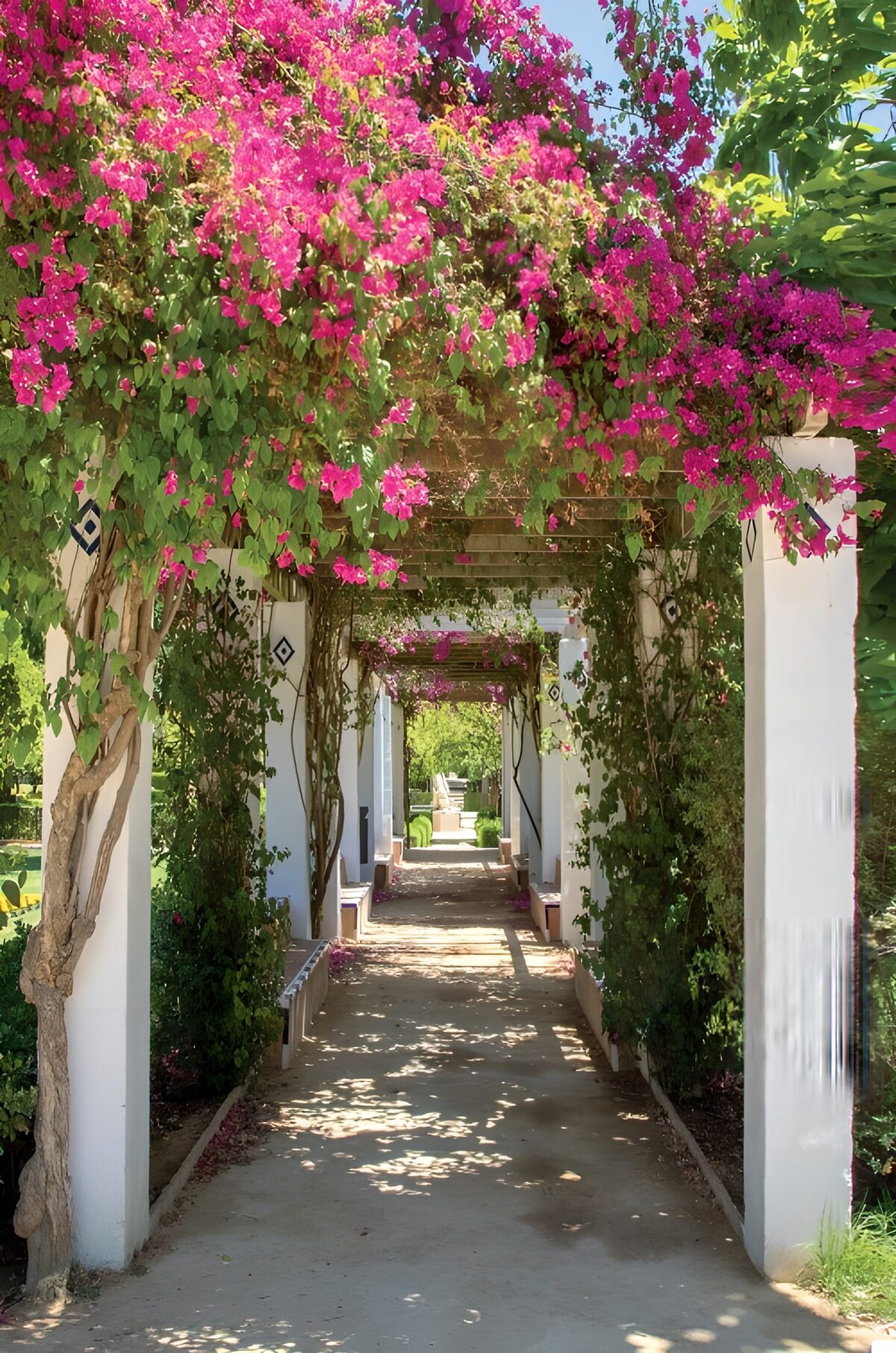 TPDE47813: Blossom-covered Pergola im Garten
