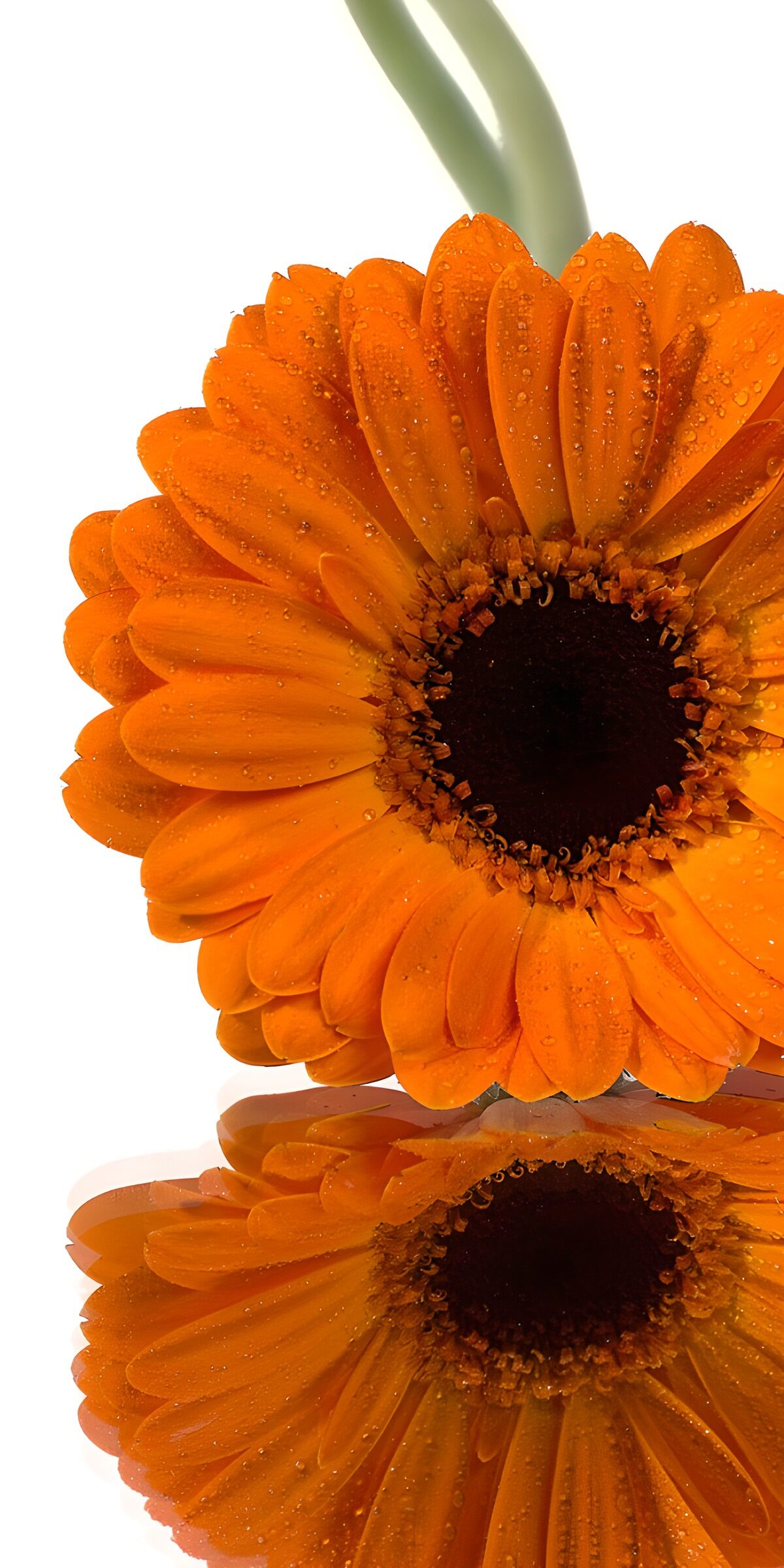 TPDE30965: Orange Blüte mit Wassertropfen