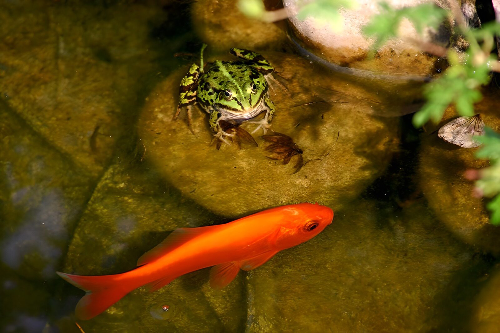 TPDE62827: orangefarbener Aland und ein Frosch in einem Teich