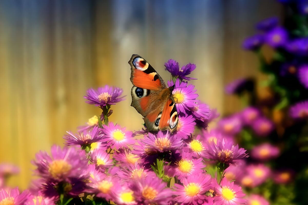 Schmetterling mit farbigen bunten Flügeln, der von einer Blüte zur anderen Blüte flattert