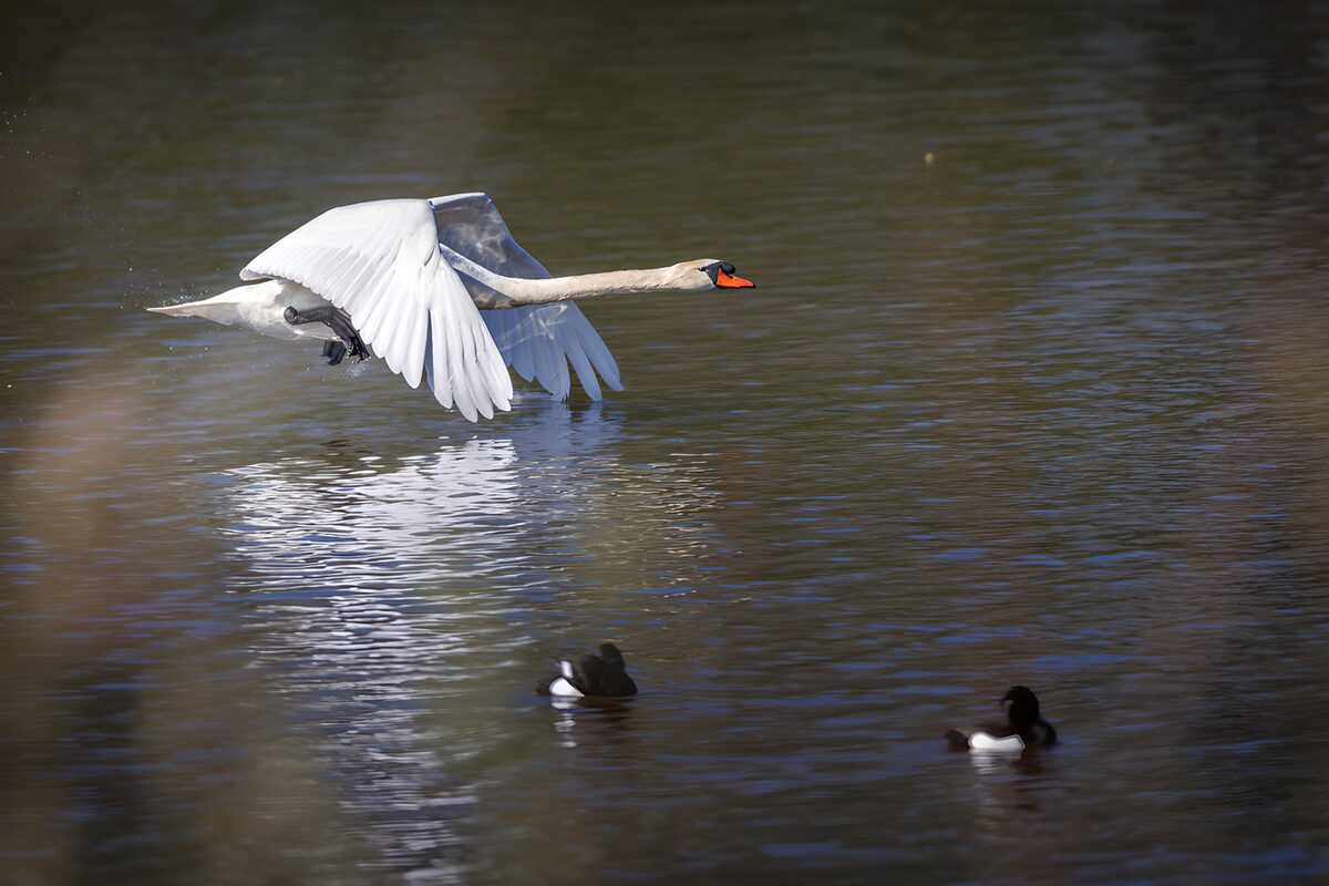 TPDE89942: Elegant fliegender Schwan über Wasser