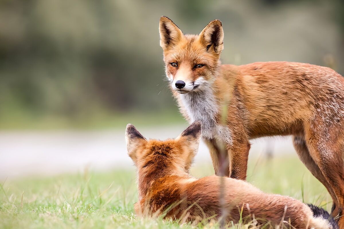 TPDE41587:  Rotfuchs mit Welpe im Gras