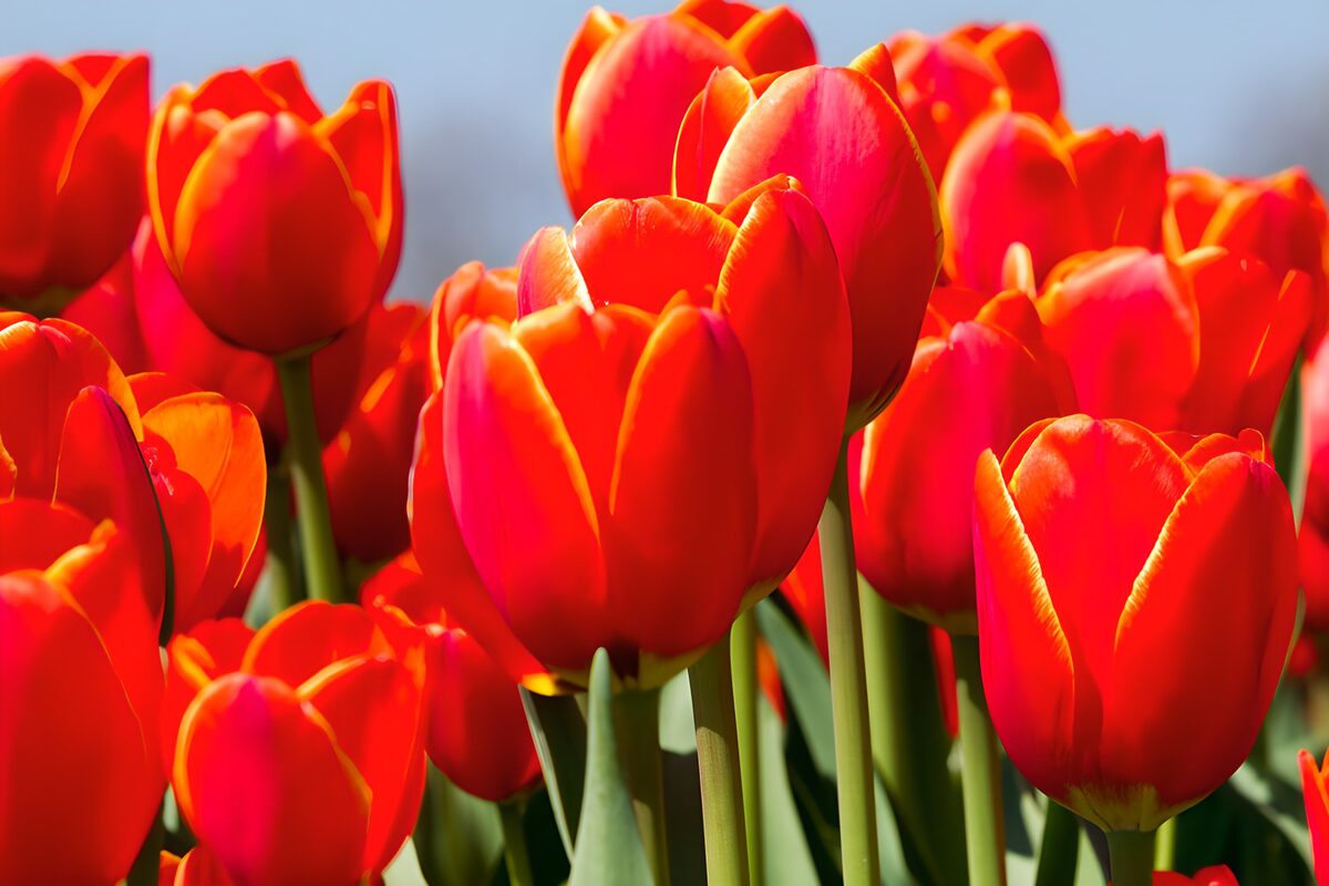 Strahlende rote Tulpen im Frühling