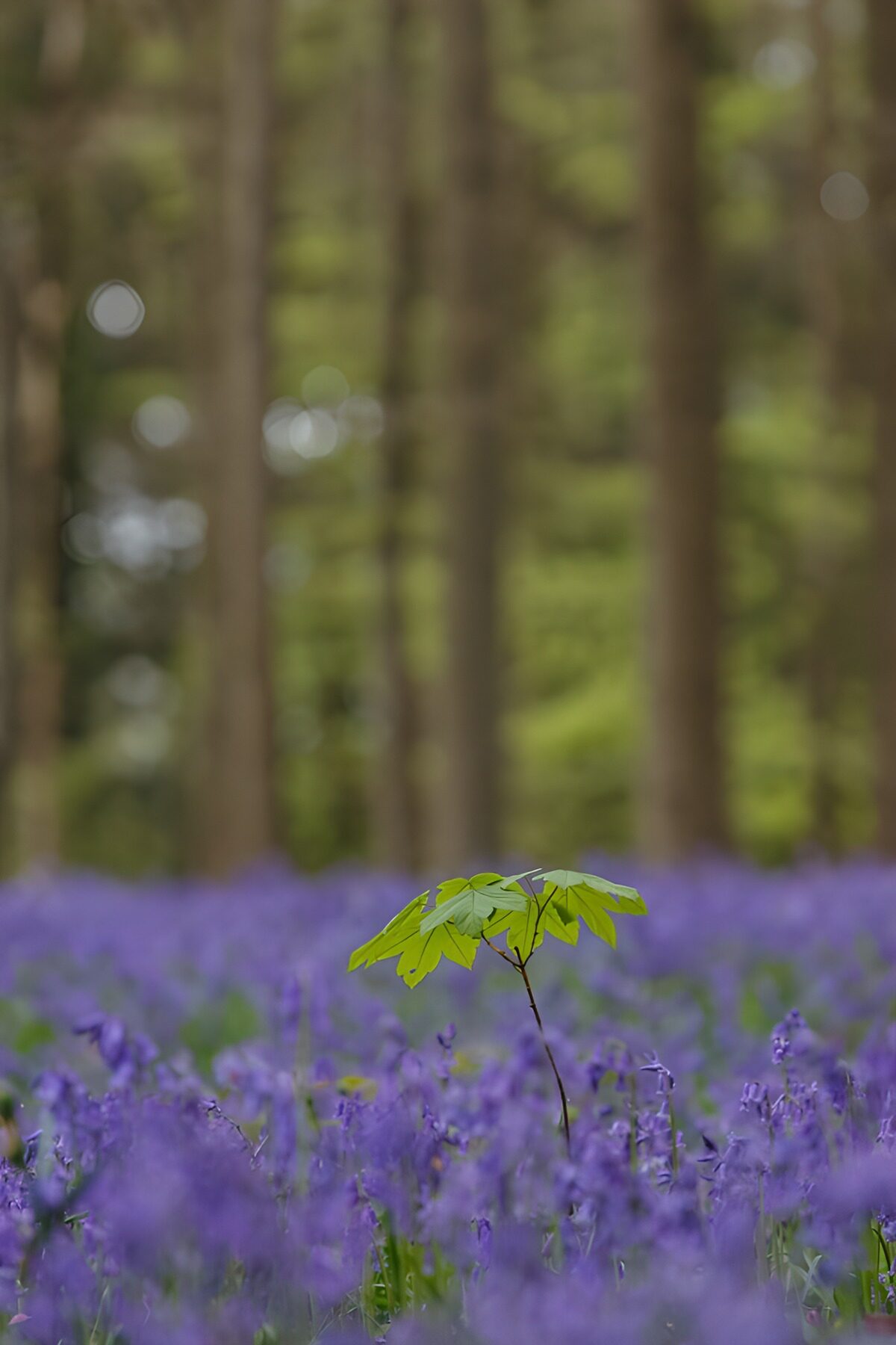 TPDE48554: Einzelnes Blatt im blauen Blumenfeld