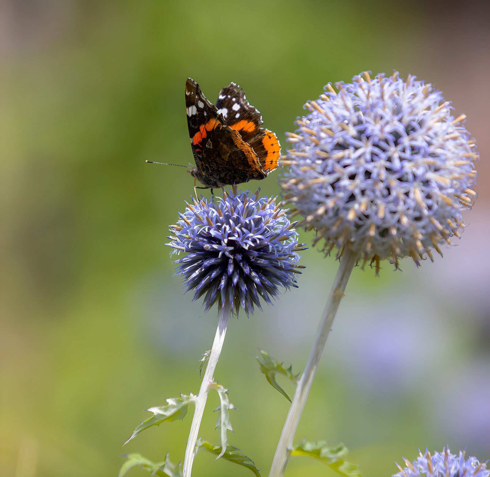TPDE34318: Schmetterling auf blauen Blumen