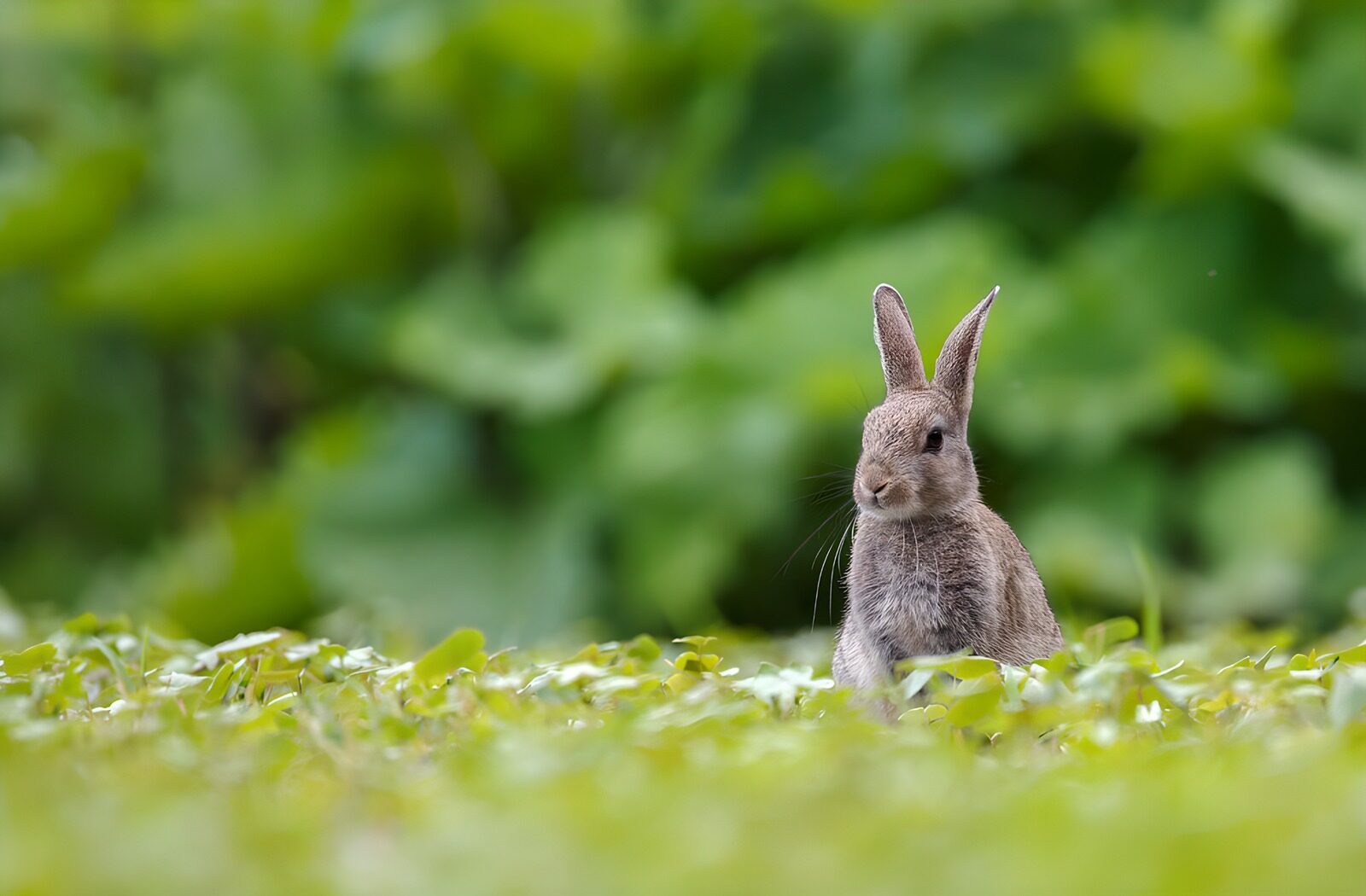 TPDE38848: Kleines, neugieriges Kaninchen im Grünen