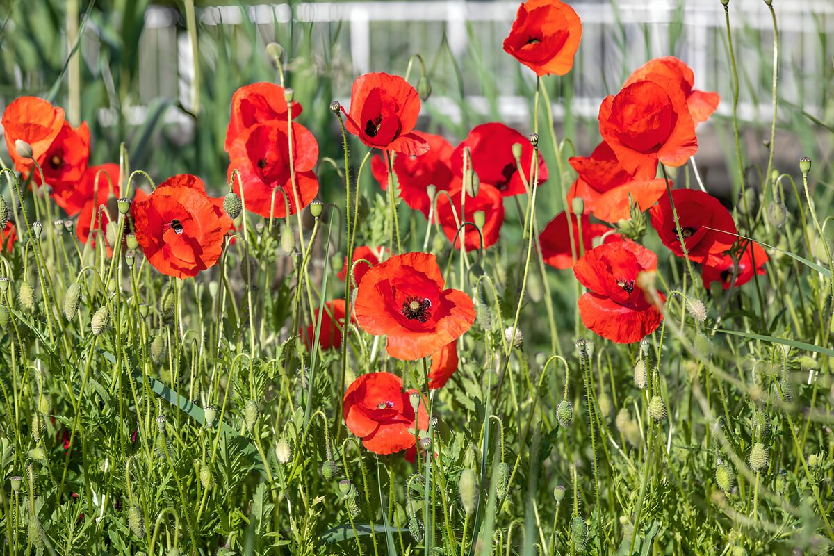 TPDE81559: Blühende Mohnblumen im Sonnenlicht