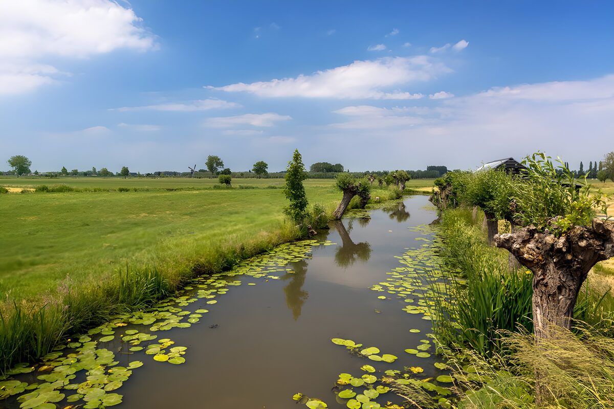 TPDE58144: Ruhiger Fluss mit Seerosen und Bäumen