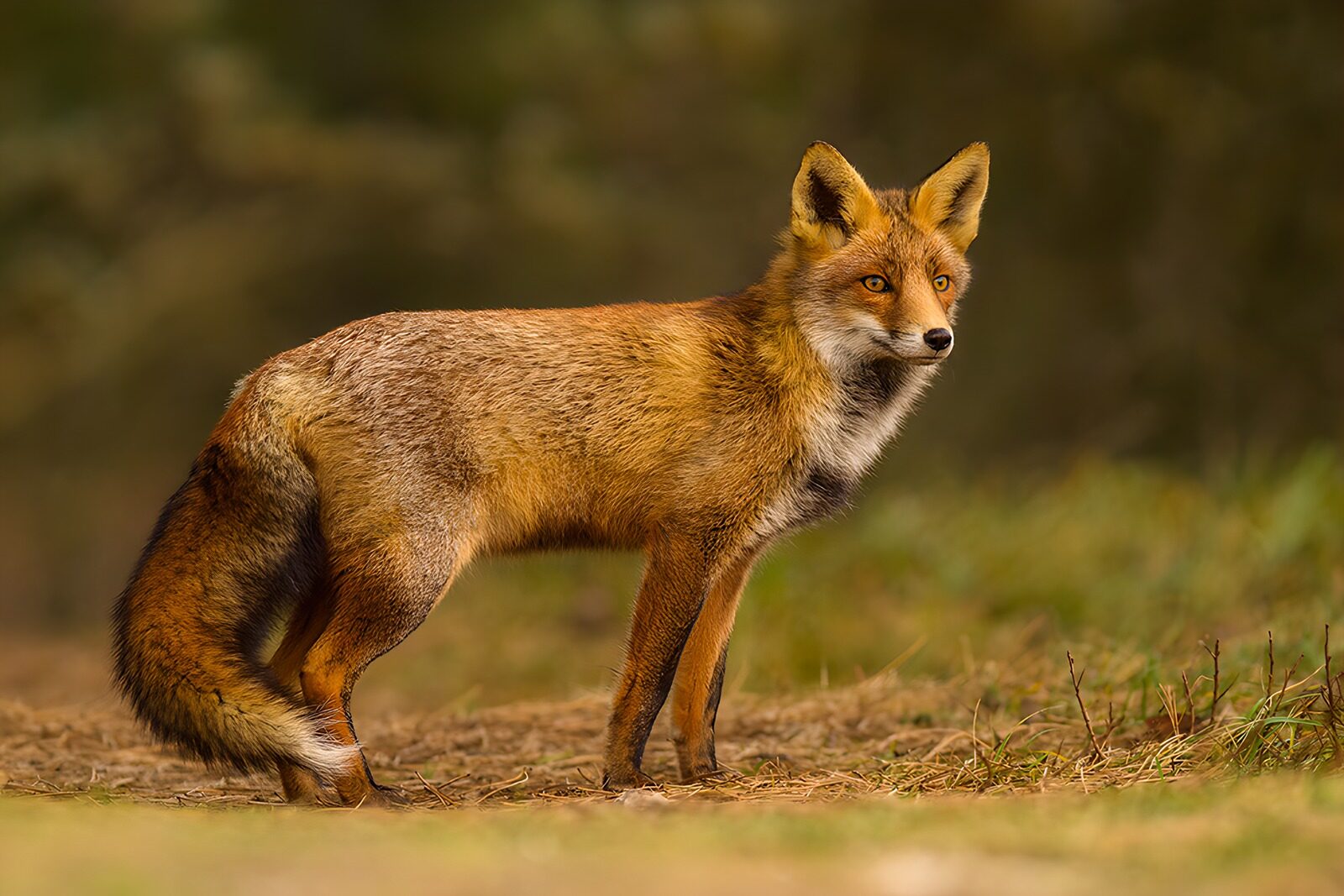 TPDE48325: Ein eleganter Fuchs im Morgenlicht