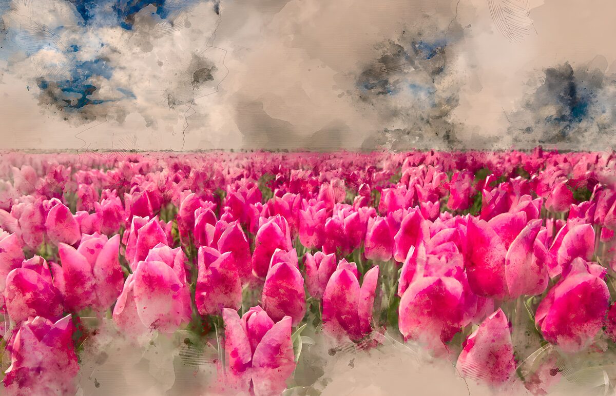 Kämpfende Tulpen im Farbenspiel