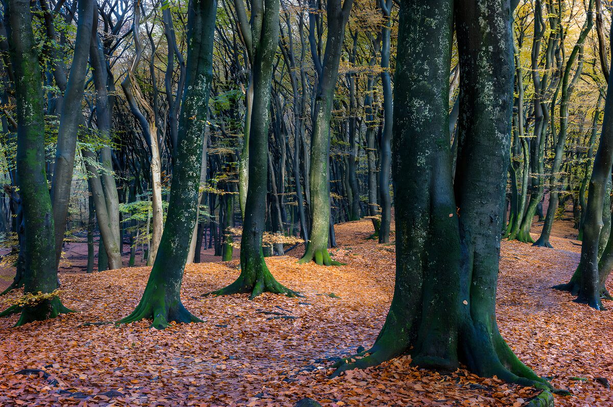 TPDE43077: Herbstwald mit buntem Laub