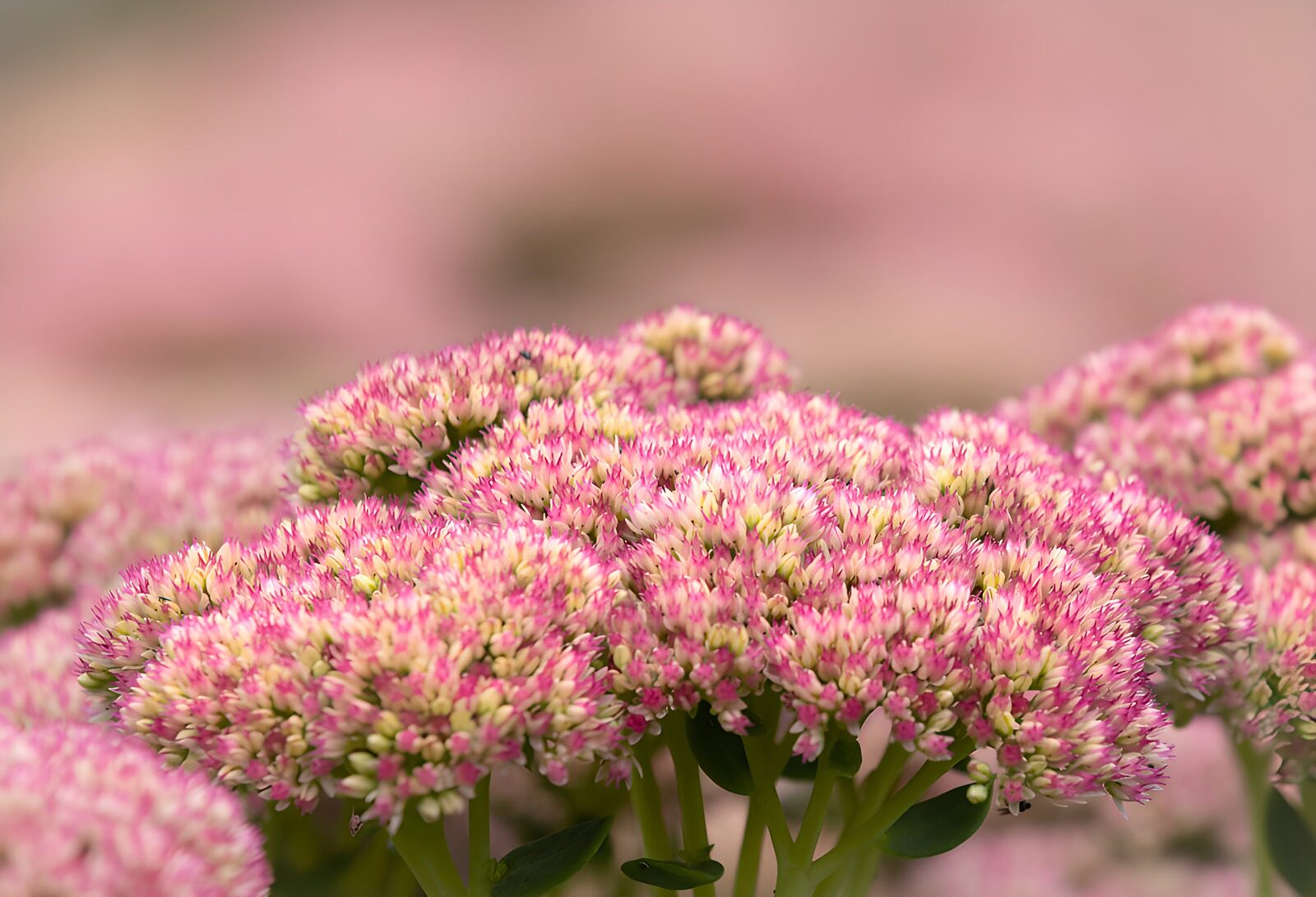 TPDE59291: Pinke Blütenpracht im Garten