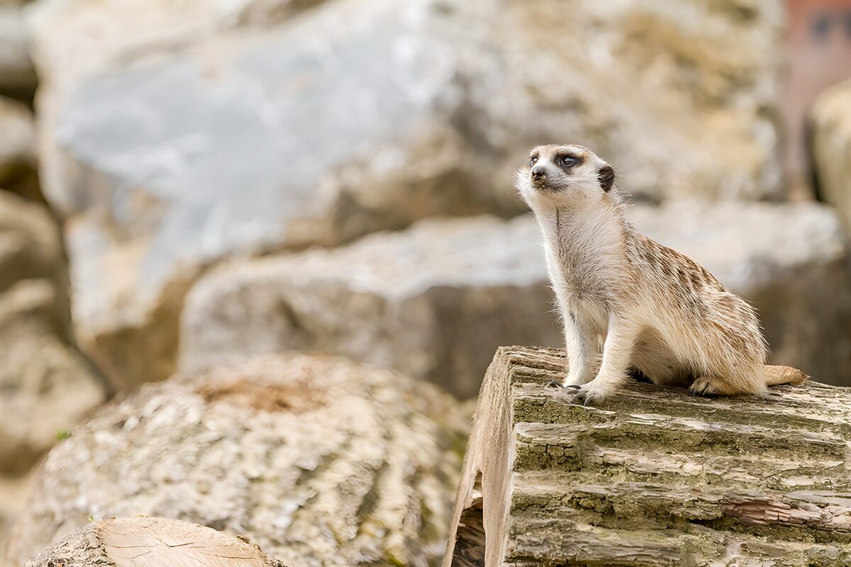 TPDE44848: Erdmännchen auf einem Baumstamm