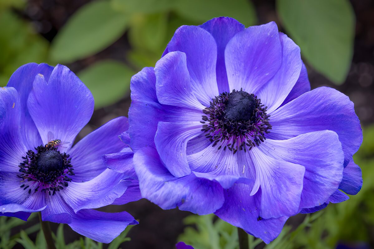 TPDE75974: Violette Anemonenblüten