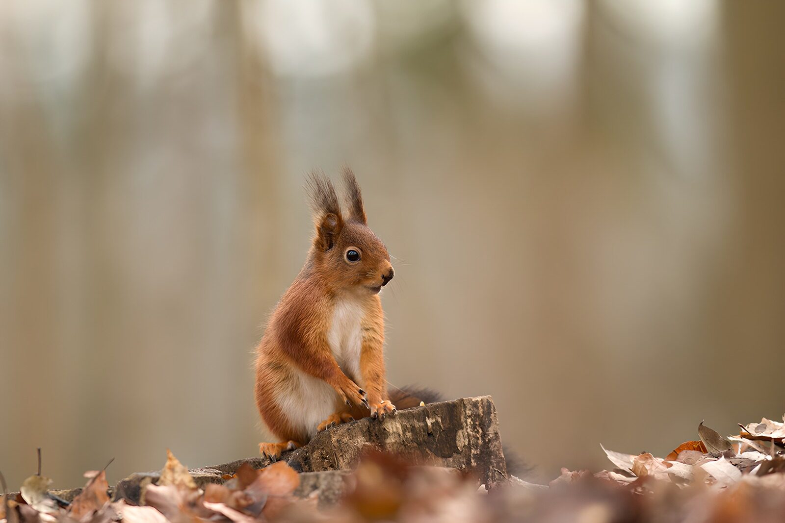 TPDE19689: Eichhörnchen im Herbst