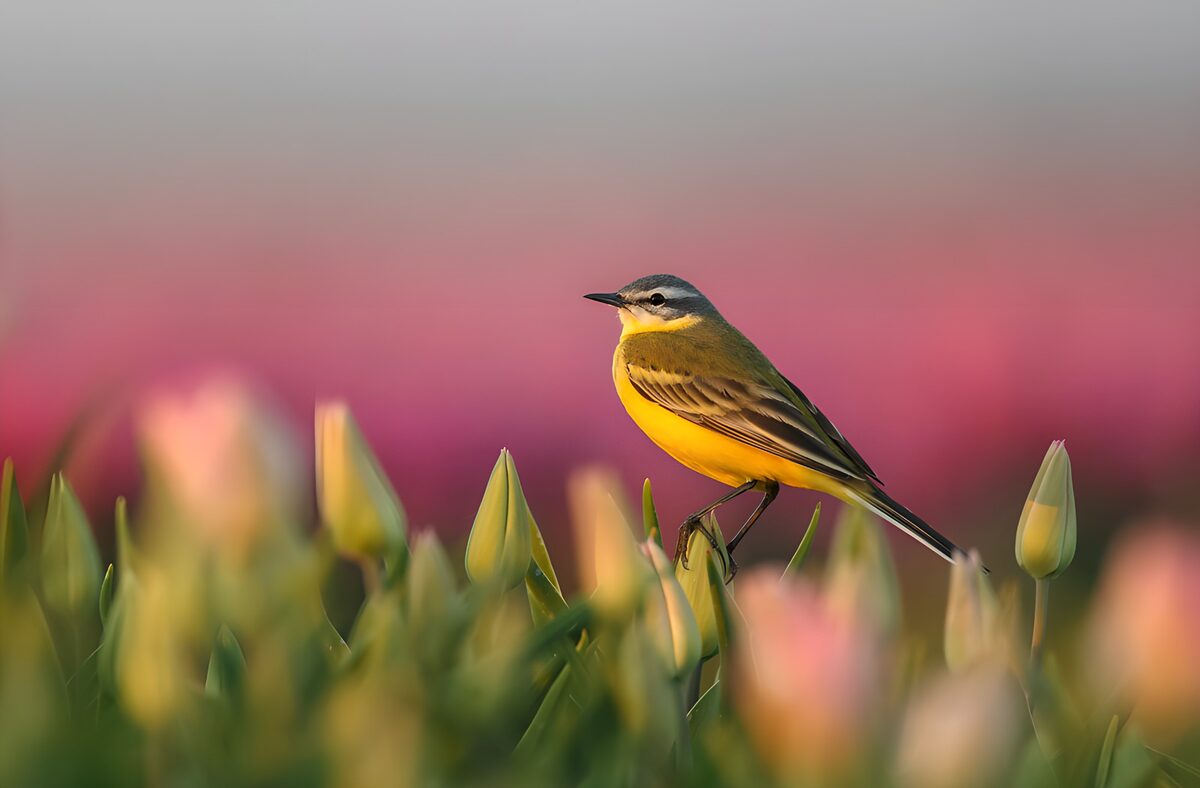 TPDE62964: Gelbkopf-Wagenläufer in der Blumenpracht
