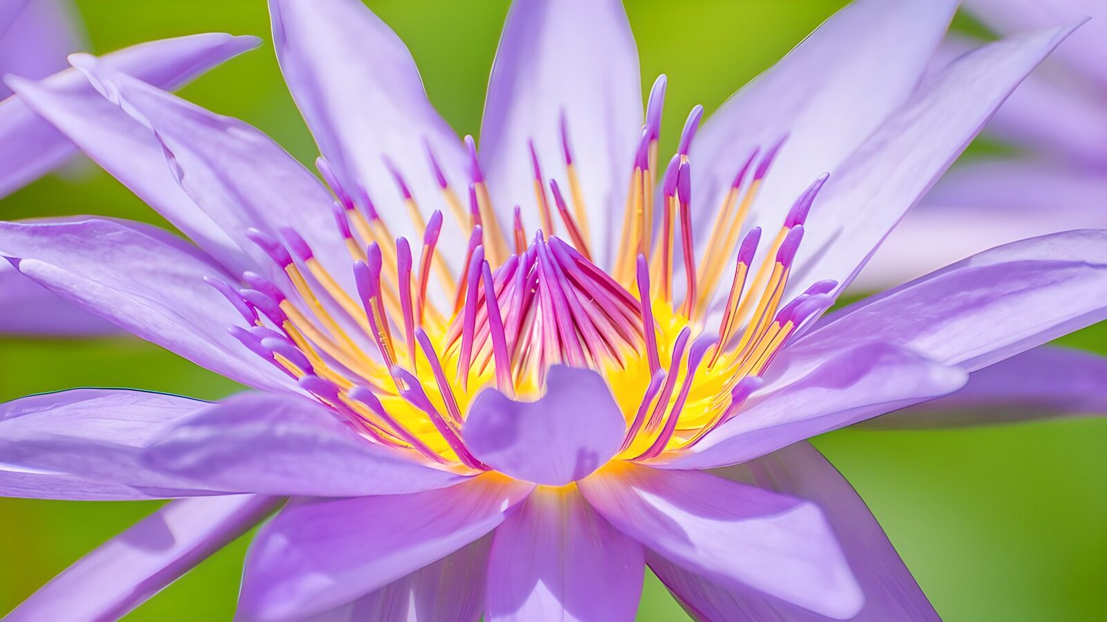 TPDE20322: hell lila Blume in der Sonne