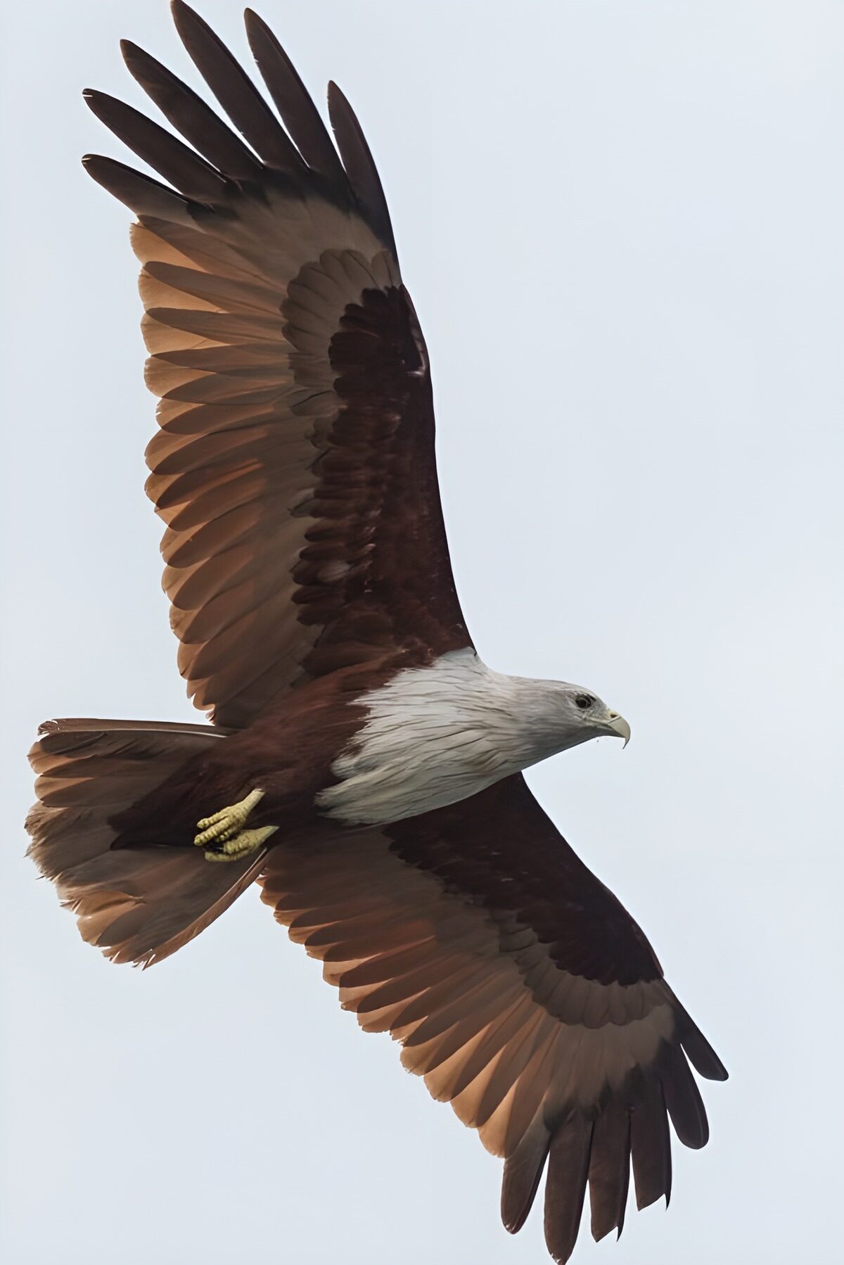 TPDE46264: Seeadler schwebt über dem Meer