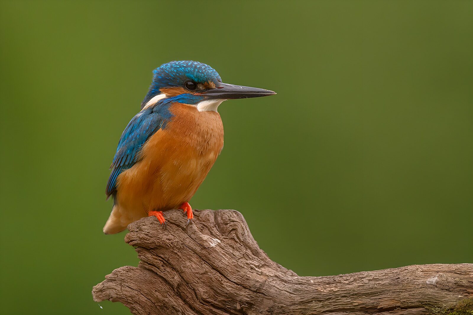 TPDE31765: Strahlend blauer Eisvogel auf einem Ast