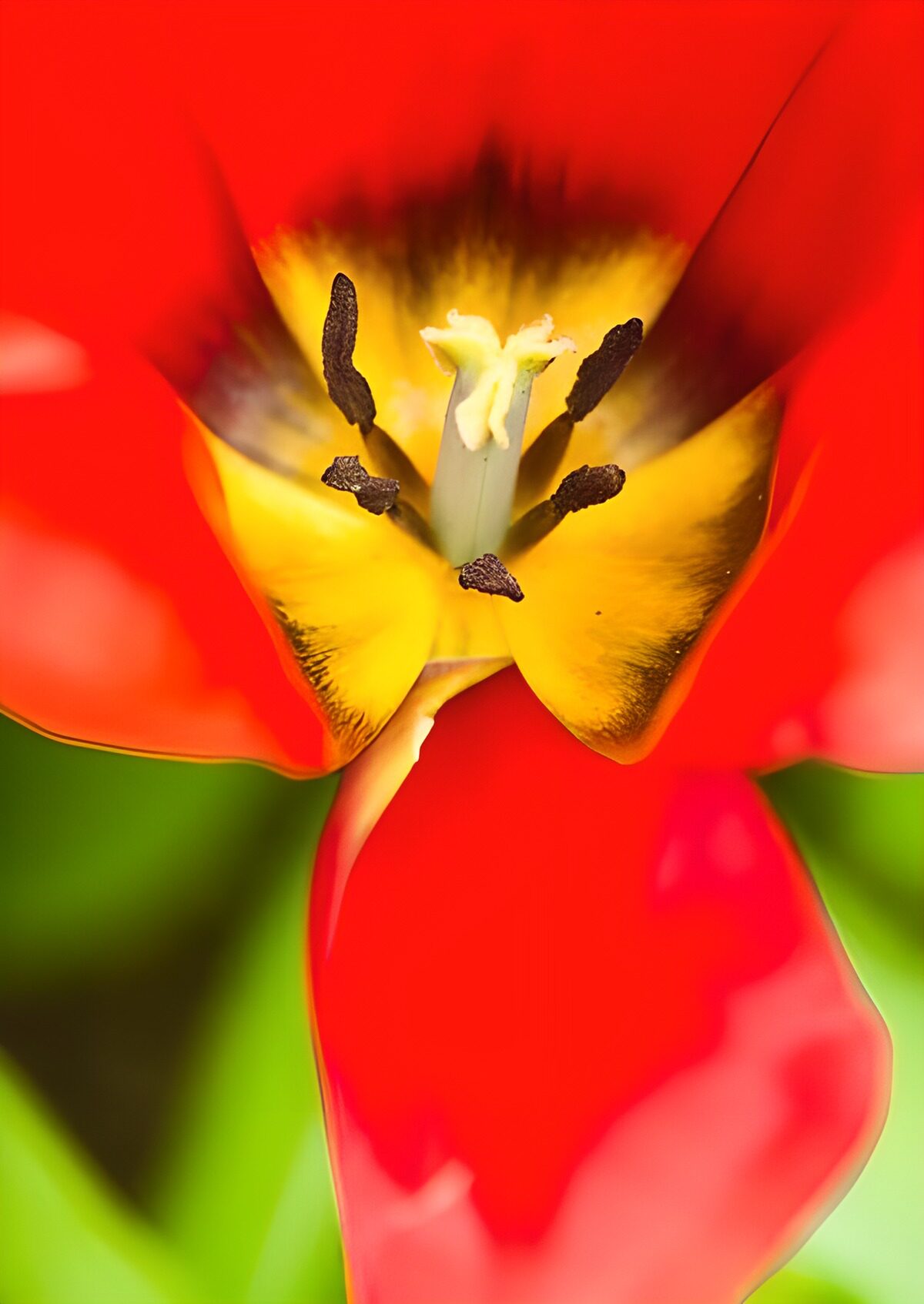 TPDE23168: Makroaufnahme von Kelchblättern, Staubblättern und Stempel einer roten Tulpe 