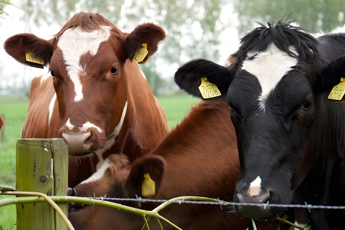 TPDE67435: Kühe am Stacheldraht. 