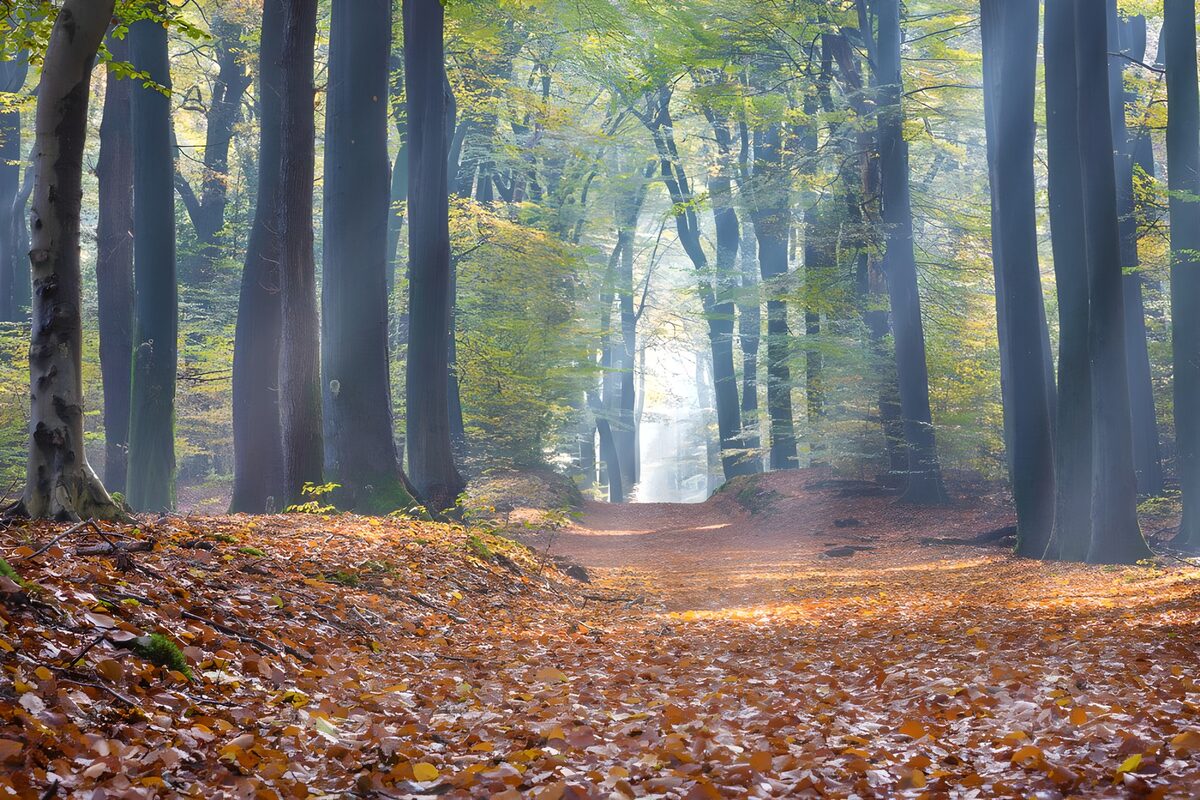  Herbstblätter auf einem Waldpfad  im Speulderwald