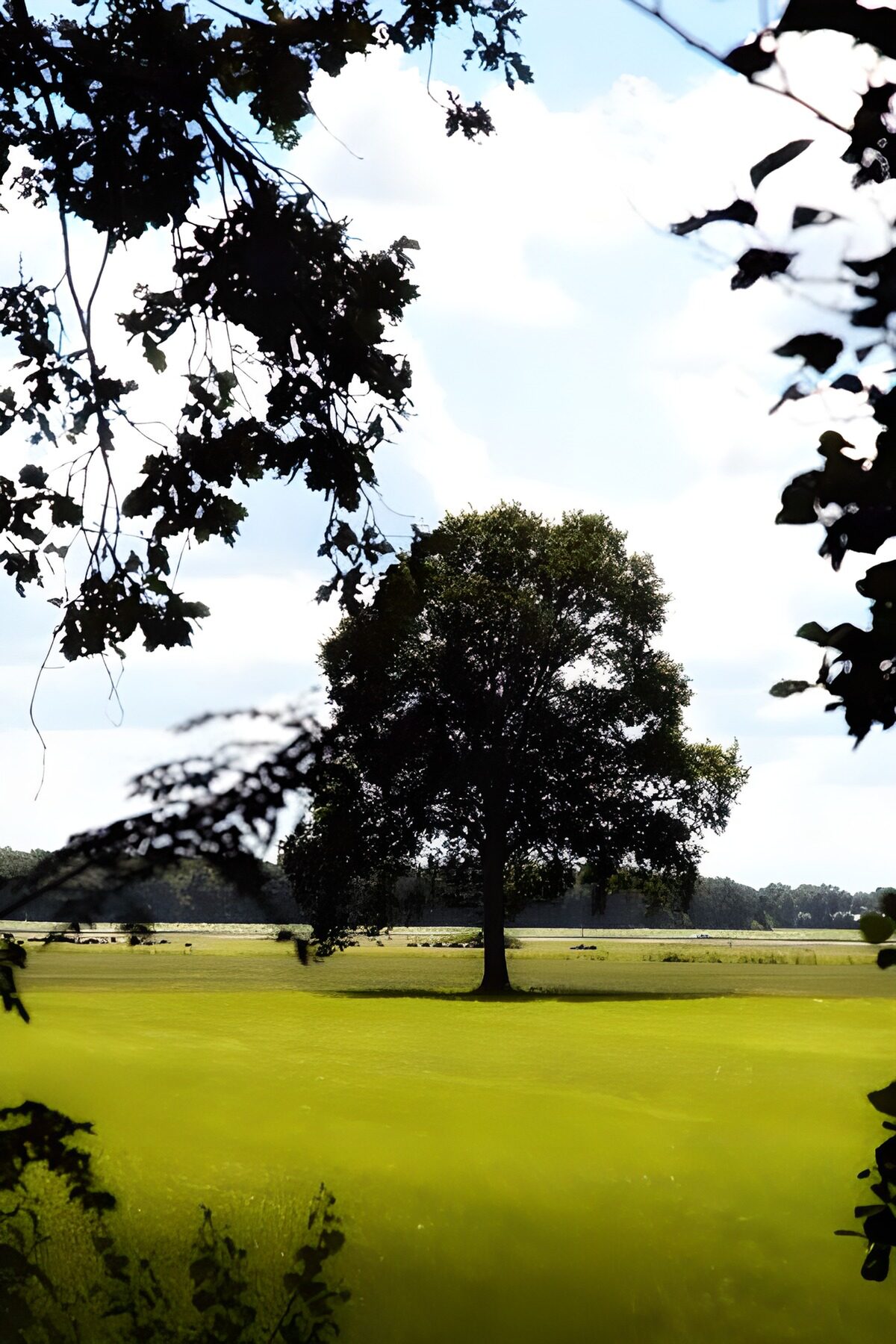 TPDE42110: Blick auf eine Wiese und einen Wald