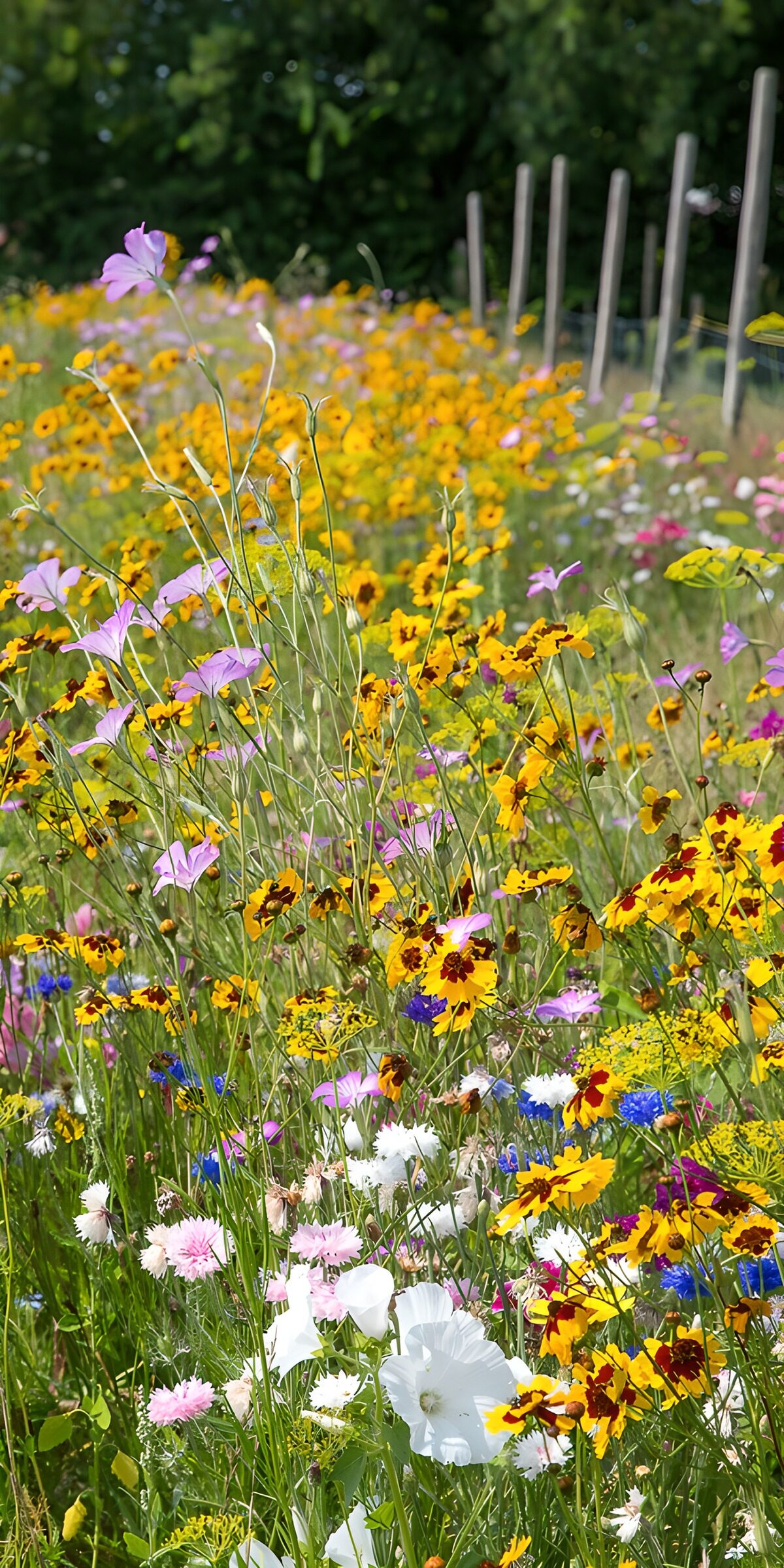 Bunte Blumenwiese im Sommer