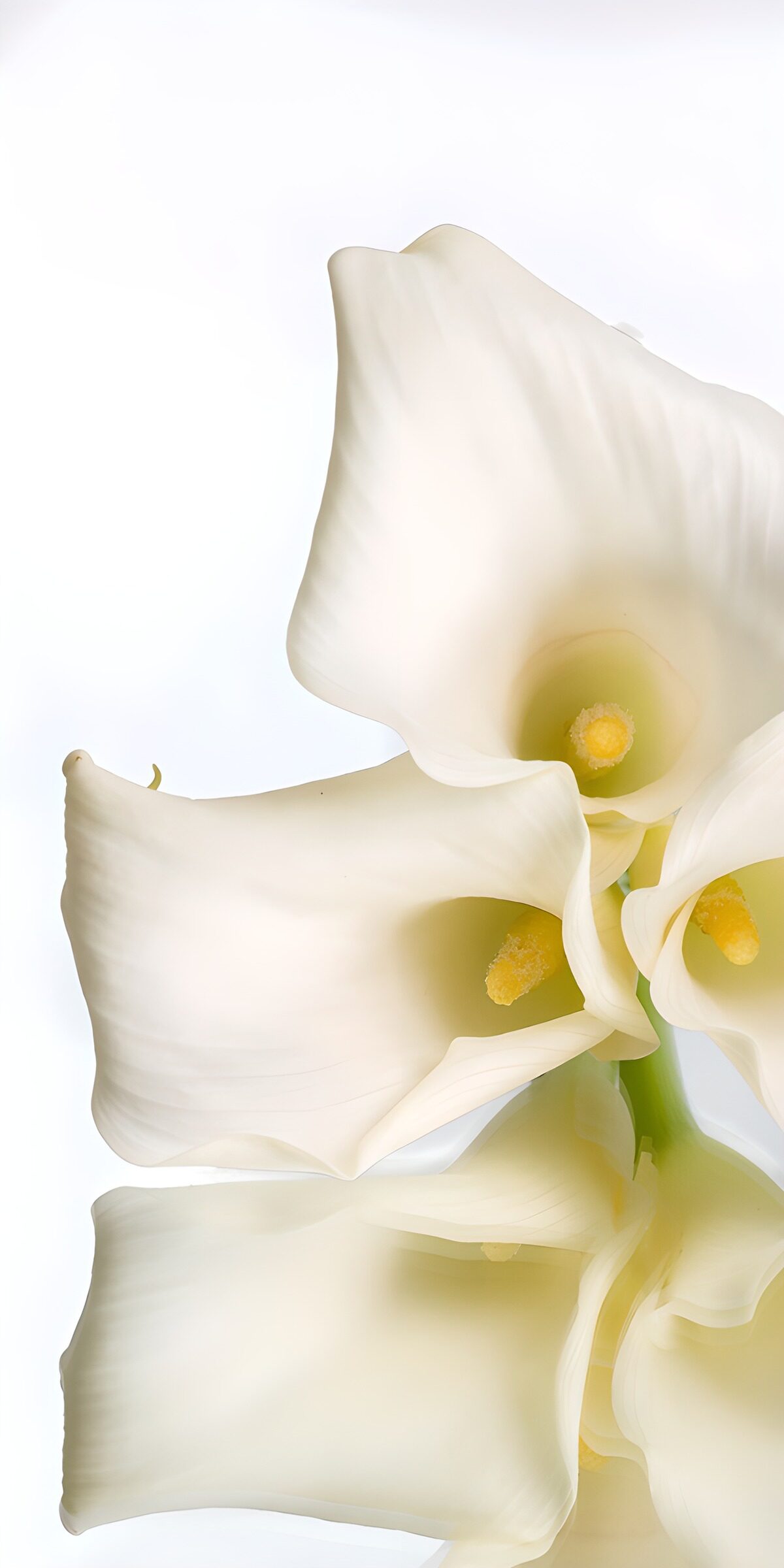 TPDE53883: Zarte weiße Lilienblüten