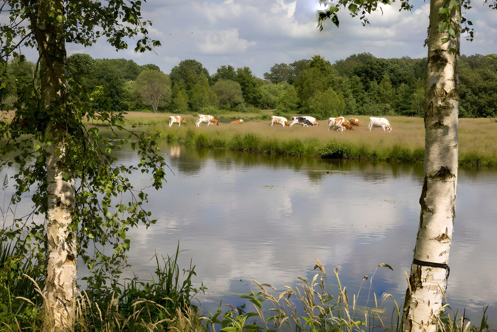 TPDE42941: Idylle am Fluss mit Kühen