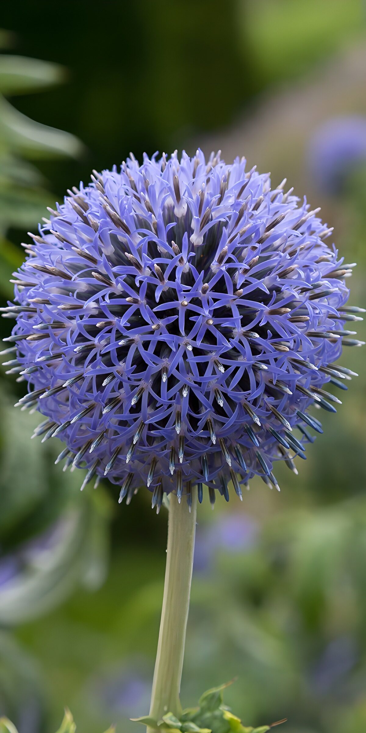 TPDE92844: Blaues Kugelblüten-Prachtstück