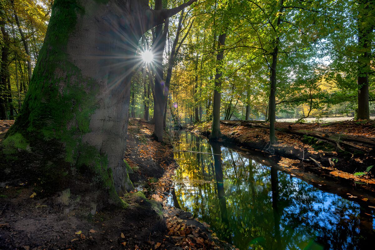 Friedlicher Wald mit spiegelndem Wasser