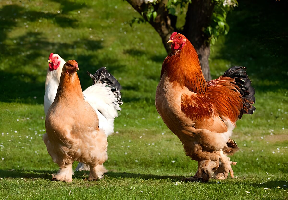 bunte Hühner auf einer Wiese