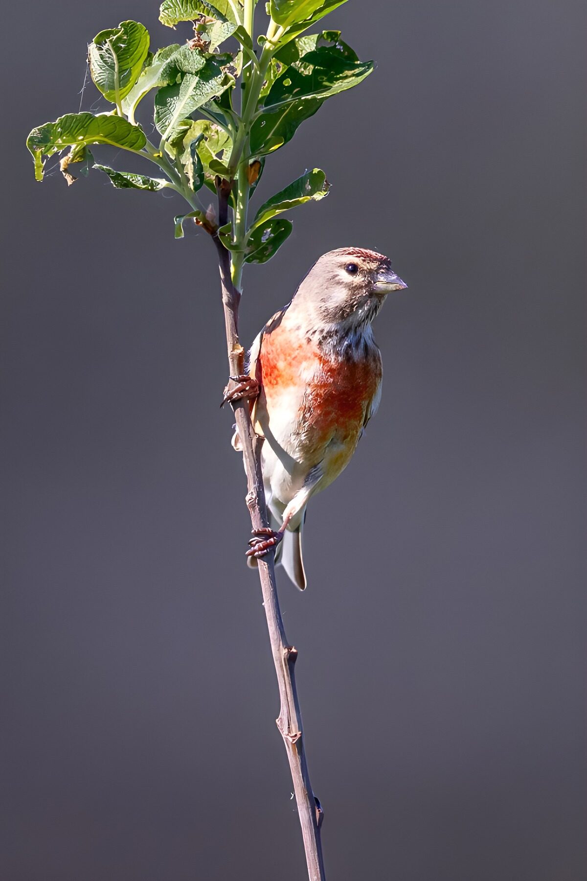 TPDE29143: Buntspecht im Baum